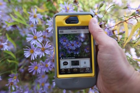 Free App is a Virtual Butterfly Net for Wildlife Watchers At Chesapeake’s National Wildlife Refuges Image